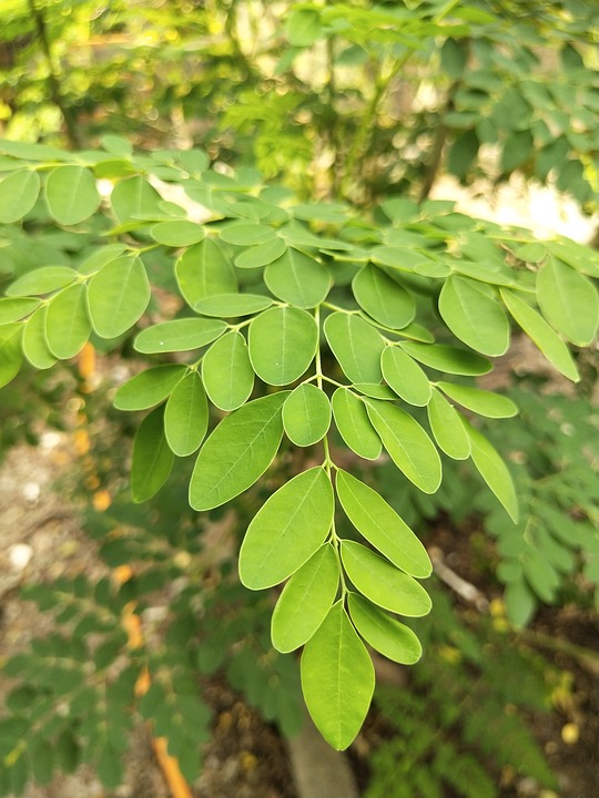 Les faits essentiels à savoir sur le moringa qui seront bénéfiques